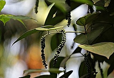 תיבול מוכן על התחתית שלך - פלפל אפונה ירוקה: השימוש של הצמח, צילום