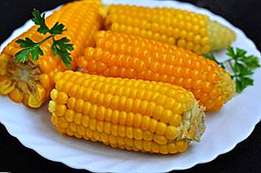 Cooking Bonduel at Home: How and How Much Does the Corn on the Cob Cook?
