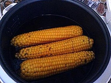 Cooking delicious! How to cook corn in a multicooker Polaris?