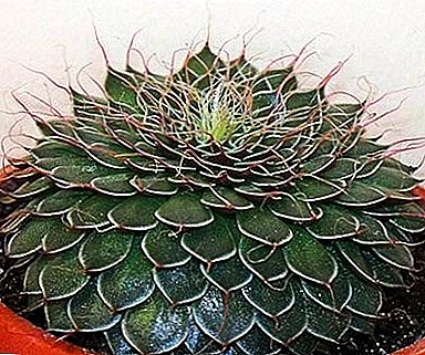 Pôvabná mexická hviezda - Graptopetalum