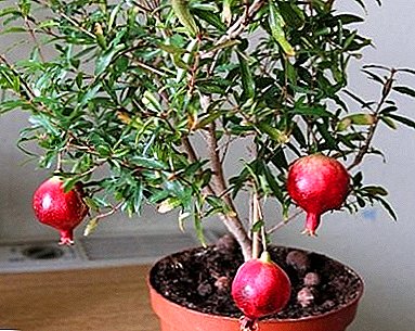 Pomegranate: what is the use and harm of the fruit and its seeds