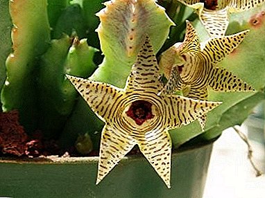Guerniya - een plant van verbazingwekkende schoonheid