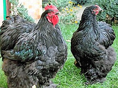 Caractéristiques de la race des poulets noirs kohinkhin
