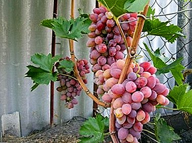 Características de las uvas con una maduración temprana "Red Delight".