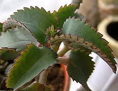 Surgeon without a knife - Kalanchoe, a flower with a huge list of medicinal properties, description with photo