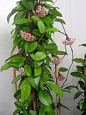 Hoya Karnoza: una enredadera tropical en flor en la habitación.