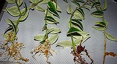 Hoya - breeding methods of magnificent vines
