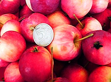 A variedade de maçã Gorno-Altaisk tolerará o inverno mais frio.