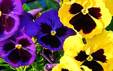 Want to know everything about pansies? Detailed description of the flower with a photo