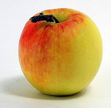 هل ترغب في الحصول على حصاد التفاح في فصل الشتاء - زرع المشبك الشمالي