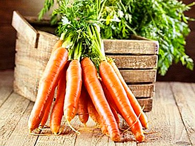 Nota de arrumação: como preparar cenouras para armazenamento para o inverno?
