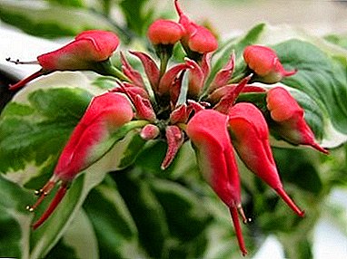 악마의 척추 또는 Pedilanthus - 독특한 succulent