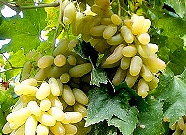 “Husayne White” or “Lady's Fingers” - what kind of grapes is this?