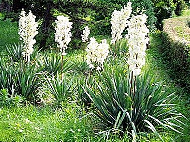 And at home, and in the garden - elegant palm is always in sight: care for garden yucca