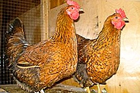 Ideal meat breed - Kuchinsky anniversary hens