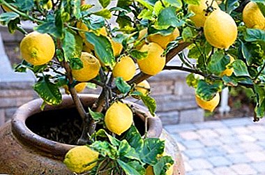 Ideaal land voor citroen: we bereiden het grondmengsel thuis