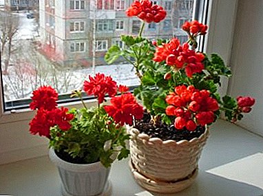 The perfect pot for geraniums: what is needed and how to choose? Basic rules and subtleties