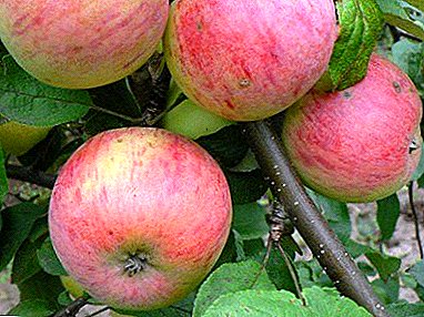 The ideal autumn apple variety for any garden - Ural resident