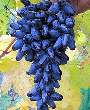 A escolha ideal para jovens jardineiros - as uvas da Memória Negrulya
