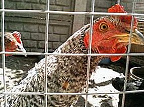 Ideális nagy gazdaságok számára - Csirkék Super Harko