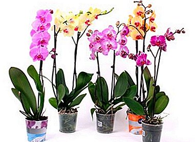 Ideální zařízení pro začátečníky květinářství - Orchid Mix: květinové fotografie, recenze odrůd a tipy na pěstování