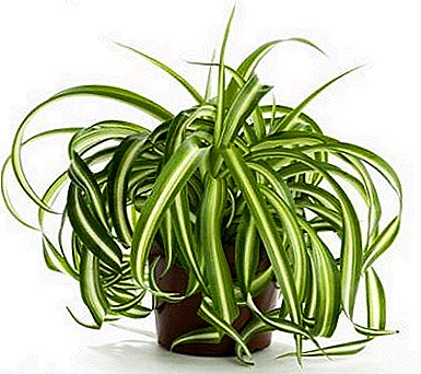 The ideal plant Chlorophytum crested: home care, photo, reproduction