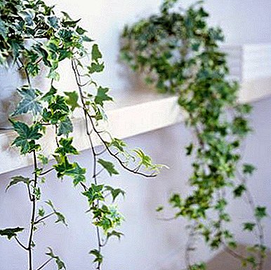 Hiasan yang ideal untuk dinding adalah ivy (Bahasa Inggeris): foto dan petua untuk penjagaan