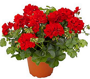 The ideal interior decoration is zonal geranium: description and photo of varieties, planting, reproduction and care
