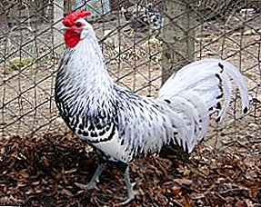 They can not be confused with other breeds - Hamburg chickens