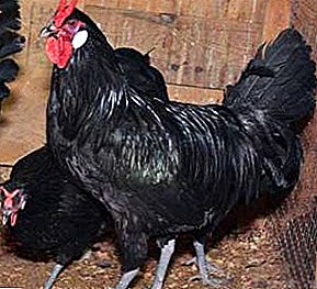 Impulsive and temperamental hens breed La Flush
