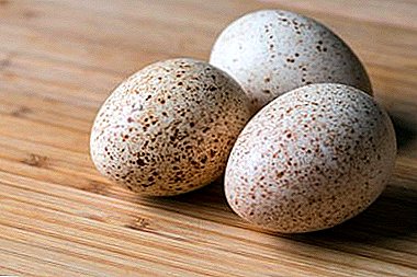 Incubation of turkey eggs: step-by-step instruction of the process and tips for novice farmers