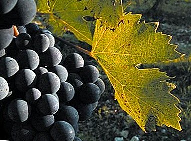 Italian guest: Montepulciano grape variety
