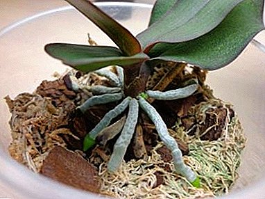 Exquisite and resistant phalaenopsis. How to take care of orchid roots so that they are healthy?