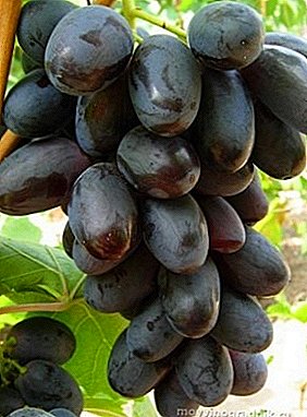 Incroyablement délicieux "Grands" raisins: description de la variété et ses caractéristiques
