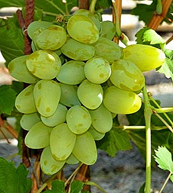 Increíble "milagro blanco" - uvas Bazhen
