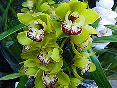 Smaragd skjønnhet på vinduskarmen din: alt om grønn orkidé