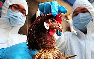 Known signs and symptoms of bird flu in birds: what should every host know?