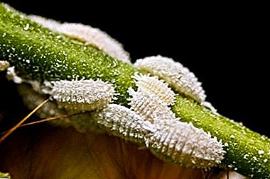 Hogyan kell kezelni a mealybugot a beltéri növényekben: okok, megelőzés és népi jogorvoslatok