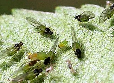 How to deal with aphids on indoor plants and win: effective methods for home conditions