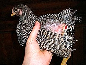 How to deal with inflammation of the cloaca and why does chickens develop cloacitis?