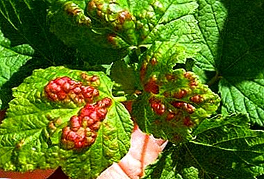 How to effectively deal with aphids on currants? The best insecticides and preventative measures