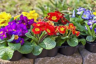 How and when to plant a garden primrose, as well as what you need to know about reproduction and care?