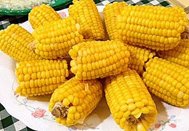 How and how much time to cook young corn on the cob in a saucepan?