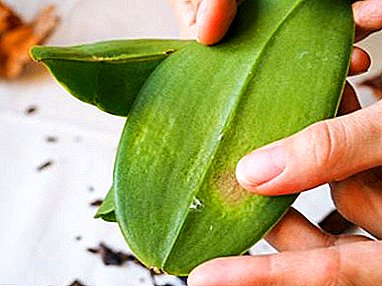 How to rid the orchid of spider mites? Causes of the parasite, recommendations for control and prevention