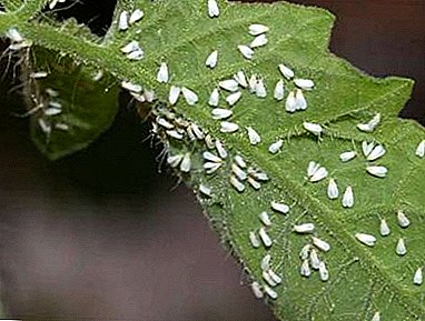 How to get rid of the whitefly in the greenhouse? Detailed overview of effective ways