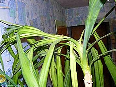 How easy is it to defeat yucca disease? Why do the leaves of the false palm grow yellow, dry and fall?