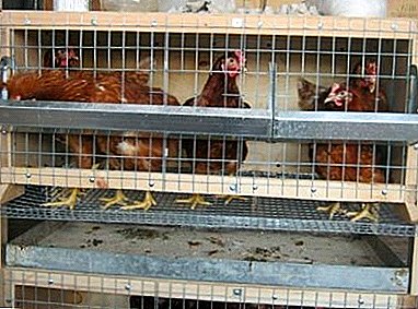How to adjust the correct maintenance of poultry: cages for laying hens