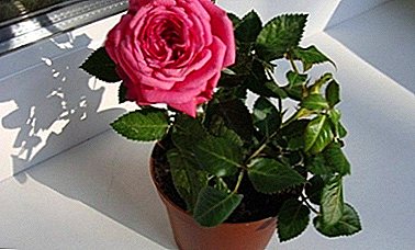 Hoe de dood van de bloem te voorkomen en de roos thuis te doen herleven? Emergency Resuscitation Guide