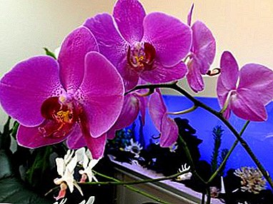 ¿Cómo no cometer un error al elegir una orquídea púrpura? Fotos, información interesante sobre la flor.