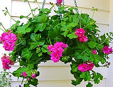 How not to confuse two plants? The similarities and differences between geranium and geranium